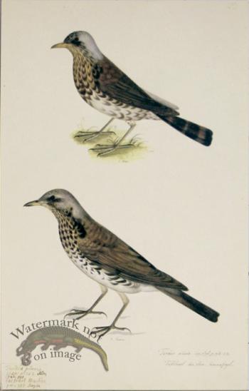 107 Swedish Birds . Turdus Pilaris, Thrush family, Male & Female